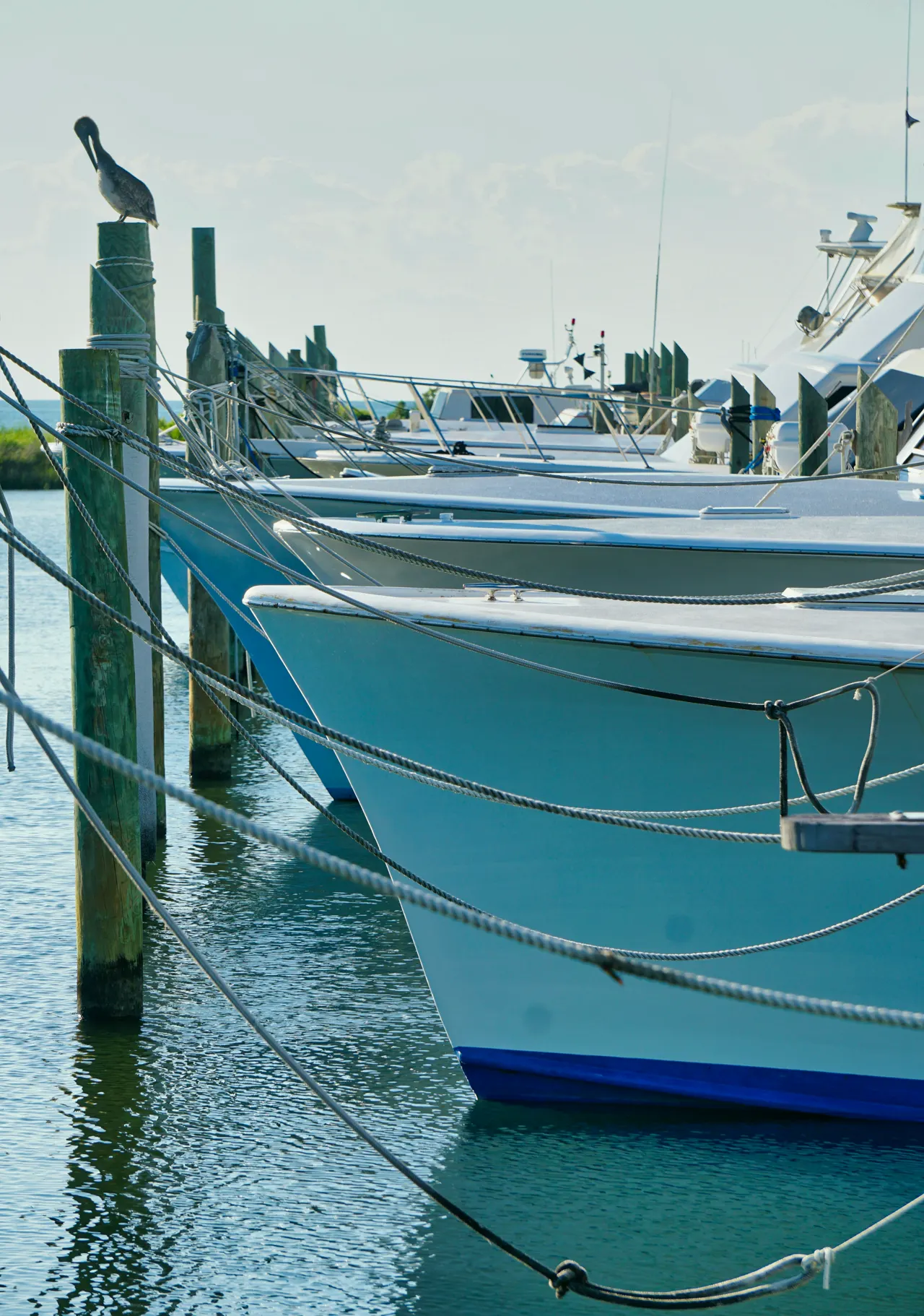 Bows of sportfishing boats tied up in their slips, a pelican on a piling