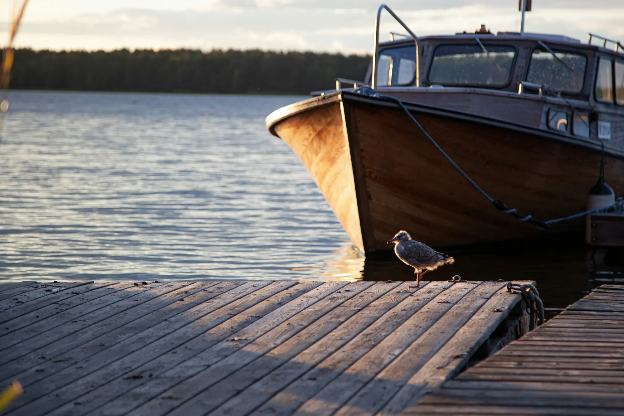 A varnished wooden launch tied up at a dock in evening light, a gull on the planks